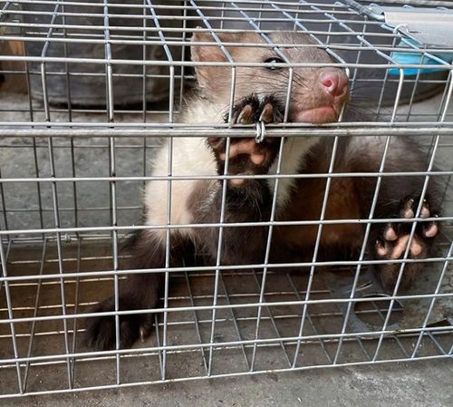 Żywołapka pułapka na kuny, gryzonie 82x21x20cm na Arena.pl