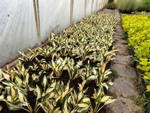Funkia Hosta 'Fire and Ice'  Biało Zielone Liście Doniczka 2.0L na Arena.pl