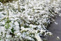 Tawuła norweska 'Grefsheim' (Spiraea) w doniczkach C2, wysokość 40-60 cm