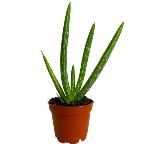 Aloes ALOE VERA 15 cm na Arena.pl