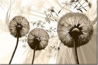 100 70CM OBRAZ PŁÓTNO DMUCHAWCE BRĄZIE PŁÓTNO RAMA