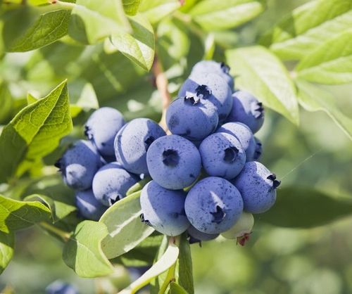 MYKORYZA nawóz do Borówek i roślin Wrzosowatych na Arena.pl