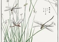 Plakat 84,1x59,4cm Ważki Morimoto Toko Japoński Vintage do Salonu