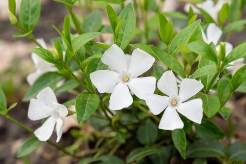 Barwinek pospolity Elisa - Vinca minor na Arena.pl