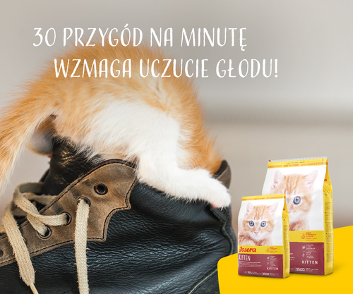josera minette kitten 2kg na Arena.pl