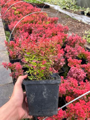 Berberys Thunberga 'Ruby Star' (Berberis thunbergii) Doniczka 2.0L na Arena.pl