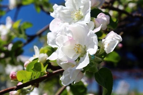 JABŁOŃ PAPIERÓWKA - NAJWCZEŚNIEJSZE- KARŁOWA !!! na Arena.pl