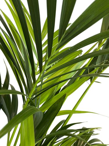 PALMA KENTIA (Kencja, Howea) 160 cm na Arena.pl