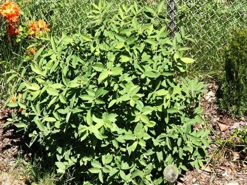 Jagoda kamczacka INDIGO GEM Kanadyjska Słodka Zapylacz odmiany Aurora na Arena.pl