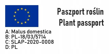 Jabłoń PIROS wczesna PRZEPYSZNA sierpniowa odmiana na Arena.pl
