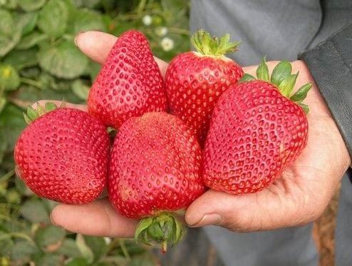 Nawóz Mikoryza do Drzew i Krzewów Owocowych 500ml na Arena.pl