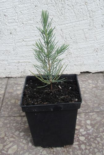CEDR LIBAŃSKI CEDRUS - sadzonki w doniczkach na Arena.pl