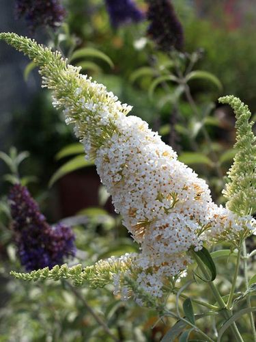 Budleja Dawida White Profusion C2 E na Arena.pl
