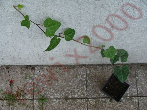 BLUSZCZ ZIMOZIELONY - sadzonki  w doniczkach ! na Arena.pl