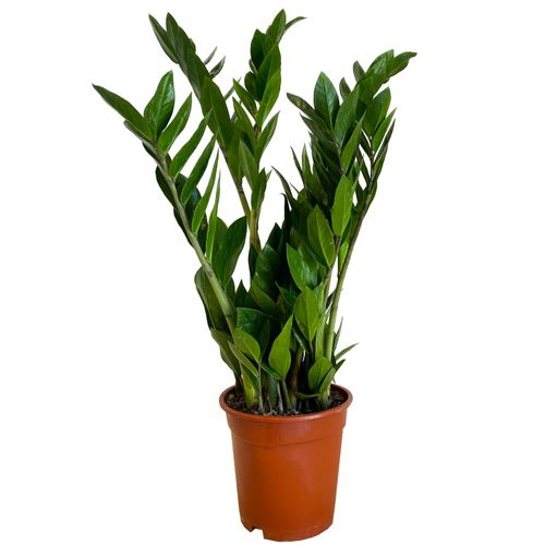 ZAMIOKULKAS (ZAMIOCULCAS) 60cm na Arena.pl