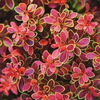 Berberys Thunberga 'Golden Ring Nana' Złote Brzegi (Berberis thunbergii)