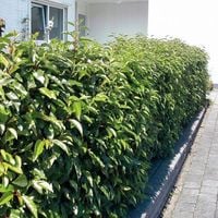 Laurowiśnia LUSITANICA 40/60cm sadzonki zimozielone na żywopłot