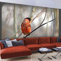 Fototapeta - Bullfinch in the forest 300x231