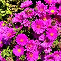 Aster nowobelgijski 'Magic Pink' Michałek Różowy Doniczka 1.0L