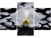 90X60CM OBRAZ BIAŁY STORCZYK