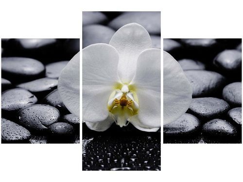 90X60CM OBRAZ BIAŁY STORCZYK na Arena.pl