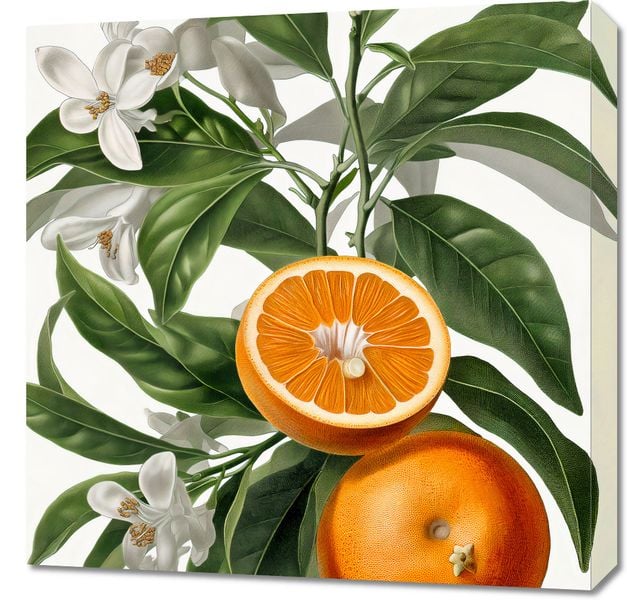 Obraz 60x60cm Dojrzałość Pomarańczy zdjęcie 1