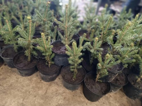 ŚWIERK SREBRNY KAIBAB PAKIET 10 szt - sadzonki 20 / 30 cm na Arena.pl