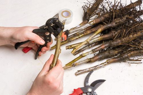 Sekator Biowin 760102 do szczepień z taśmą na Arena.pl