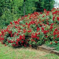 RÓŻA okrywowa jasno czerwona - sadzonki 20 / 30 cm