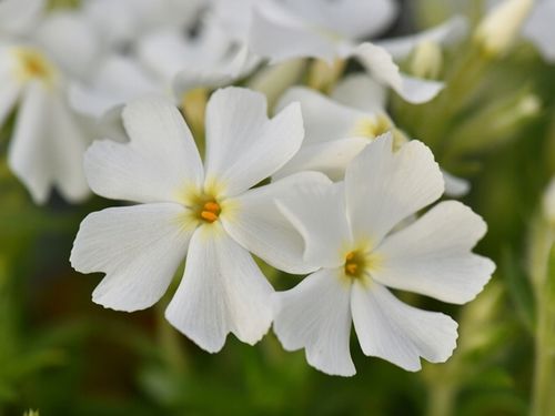 Floks szydlasty SPRING WHITE Phlox Biały Sadzonki P9 na Arena.pl