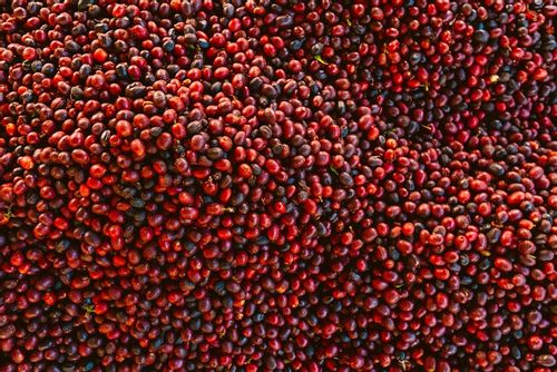 KAWA ZIARNISTA 1kg BRAZYLIA Świeżo Palona 100% Arabica KAWA DO EKSPRESU na Arena.pl