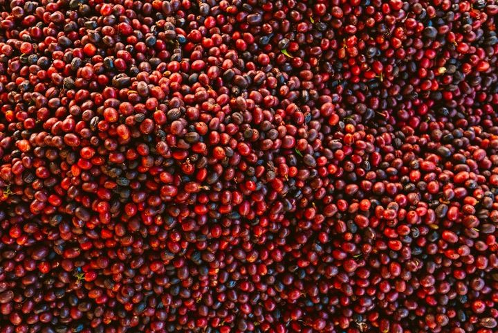 KAWA ZIARNISTA 1kg BRAZYLIA Świeżo Palona 100% Arabica KAWA DO EKSPRESU zdjęcie 6