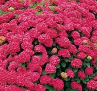 HORTENSJA ogrodowa Leuchtfeuer - sadzonki 30 / 50 cm