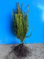 Cis pospolity (Taxus baccata) sadzonki na żywopłot 50-80cm SZKÓŁKOWANY