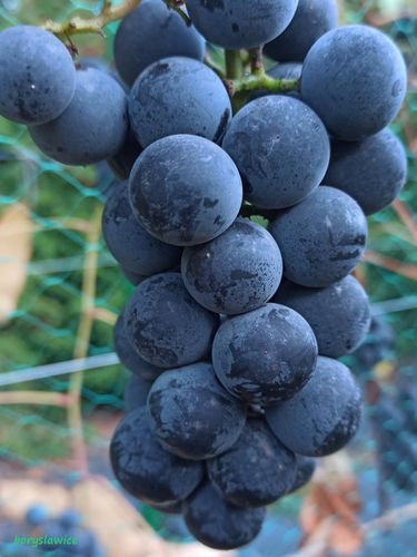 Winorośl 'Fredonia' (Vitis) w doniczkach P11, wysokość 80-100 cm na Arena.pl