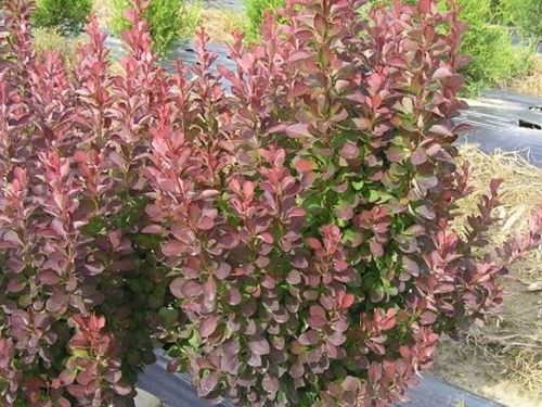 Berberys thunberga RED ROCKET Wąska kolumna P9 na Arena.pl