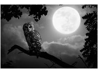 product-compare-58694675