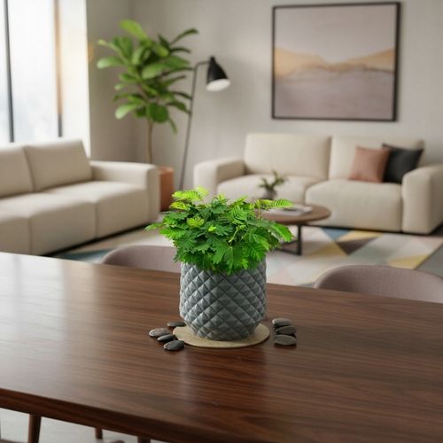 Mimosa Pudica MiMOZA wstydliwa roślinka rozmiar S Bardzo delikatna na Arena.pl