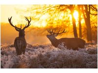 60X40CM JELENIE OBRAZ