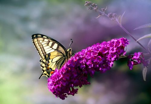 BUDLEJA TRÓJKOLOROWA ZESTAW 3 SADZONEK - MIODODAJNY MOTYLI KRZEW na Arena.pl