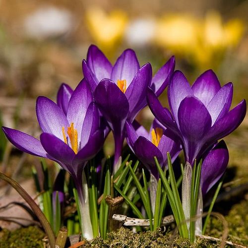 KROKUS MIX KOLORÓW cebulki 100 szt. + GRATIS na Arena.pl
