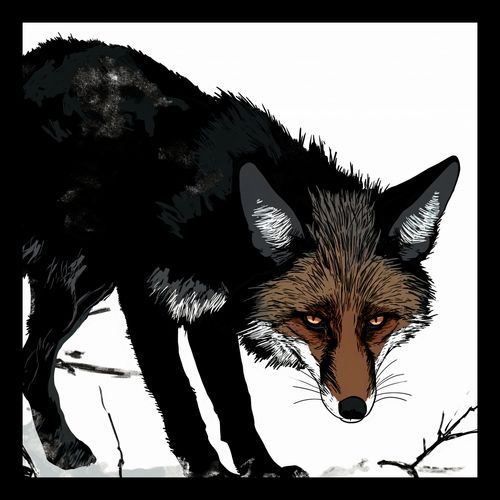 Plakat 30x30cm Nieufny Lis na Arena.pl