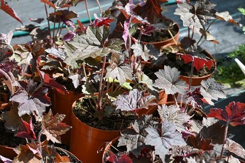 Żurawka amerykańska Palace Purple Select - Heuchera americana na Arena.pl