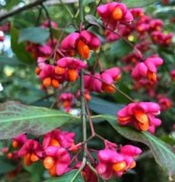 TRZMIELINA POSPOLITA Euonymus europaeus - NASIONA 1000 sztuk - 100g.