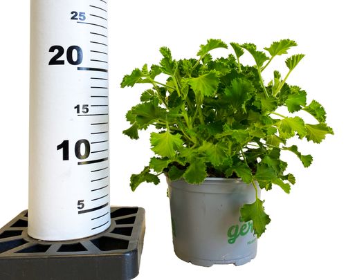 GERANIUM ANGINKA PACHNĄCA (CYTRYNOWA)  20cm na Arena.pl