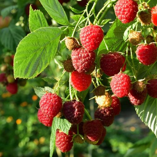 Malina CZERWONA JESIENNA , Soczyste owoce, szybki wzrost, plenna na Arena.pl