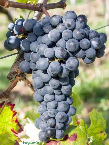 Winorośl 'Marechal Foch' (Vitis) w doniczkach P11, wysokość 50-70 cm na Arena.pl