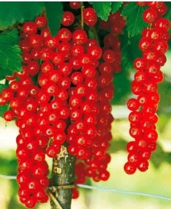 PORZECZKA czerwona na pniu na tarasy - sadzonki 80 / 100 cm na Arena.pl