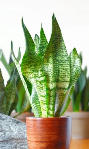 SANSEVIERIA 'ROBUST' pięknie ubarwione liście Sansewieria rozmiar S na Arena.pl