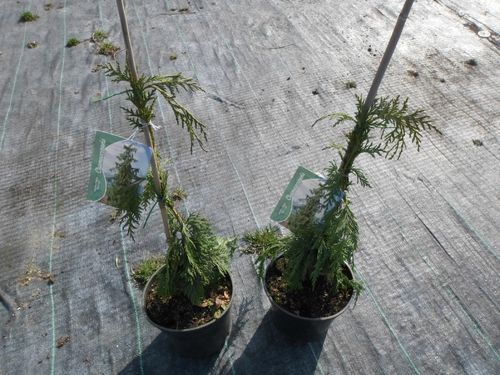 Cyprysik Nutkajski Pendula 40-60cm C3 na Arena.pl